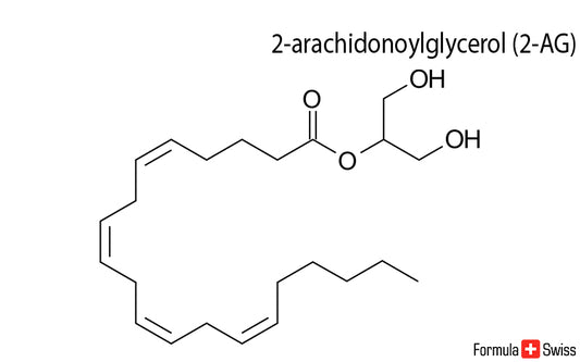 2-AG en anandamide - twee belangrijke endocannabinoïden