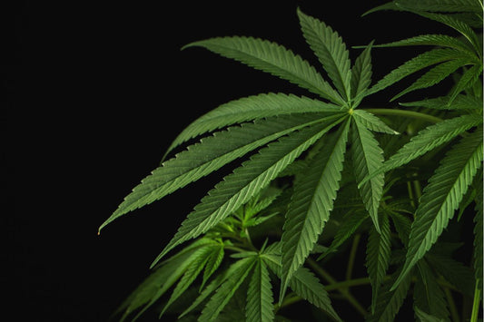 Cannabisbladeren