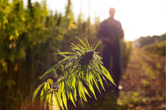 Een cannabisveld in Marokko