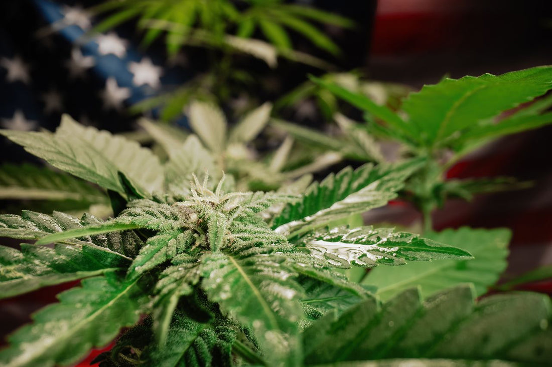 Cannabisplant voor Amerikaanse vlag