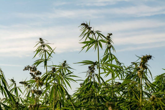 Cannabisveld en een blauwe lucht