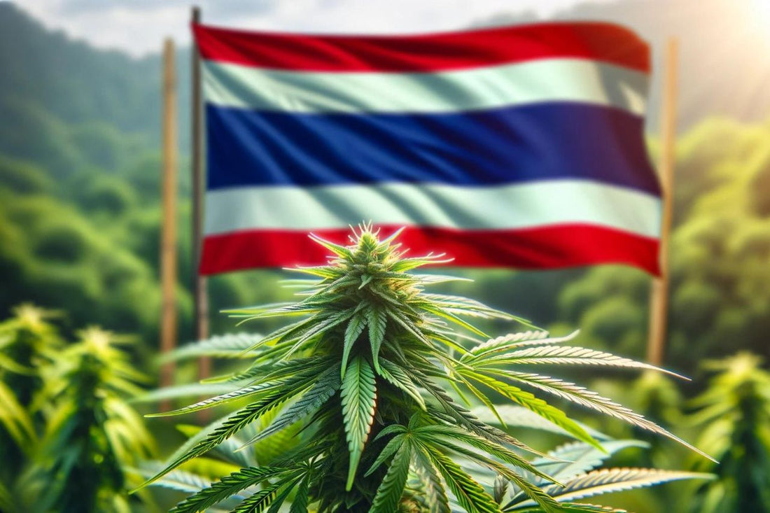 Vlag van Thailand en cannabisplant