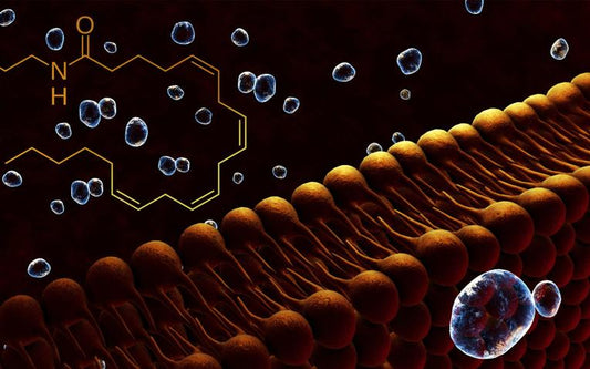 Wat is Anandamide?