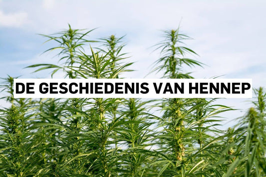 De geschiedenis van hennep