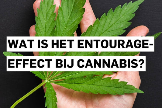 Wat is het entourage-effect bij cannabis?