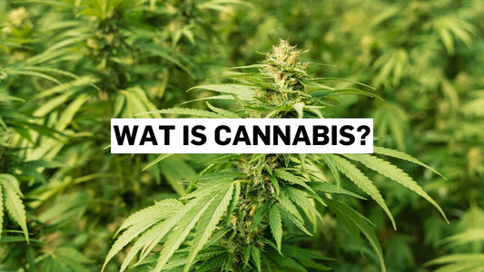 Wat is cannabis?