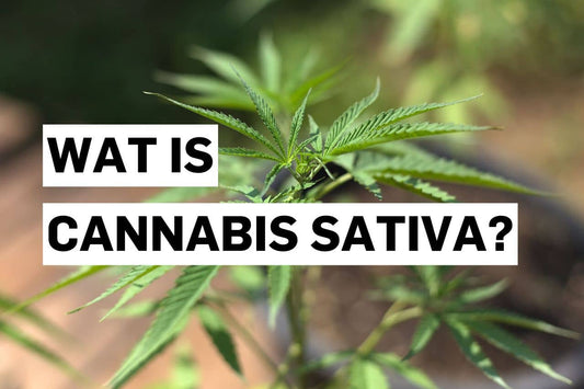 Wat is Cannabis sativa?