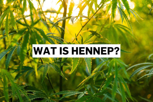 Wat is hennep?