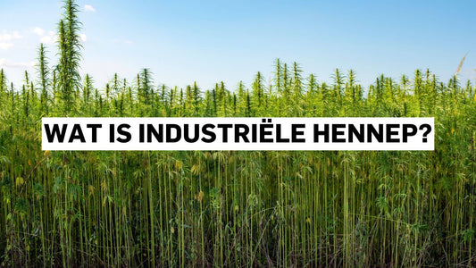Wat is industriële hennep?