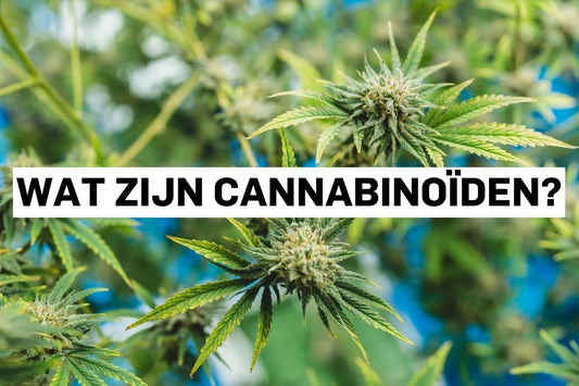 Wat zijn cannabinoïden?