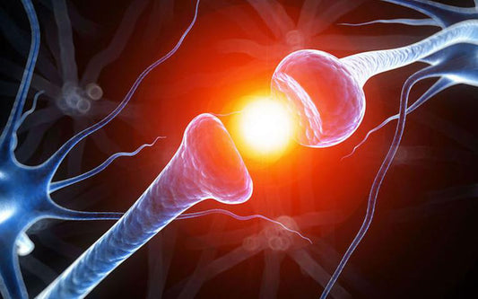 Wat is het endocannabinoïde systeem (ECS)?