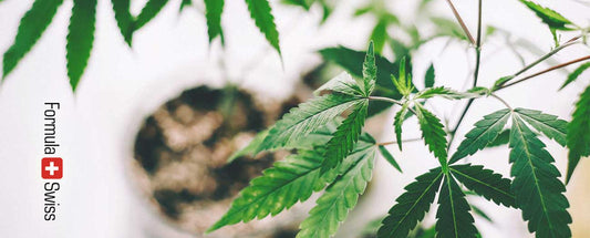 99% van CBD-producten in Europa illegaal, niet allemaal