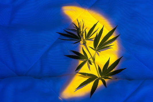 Cannabisbladeren in bed