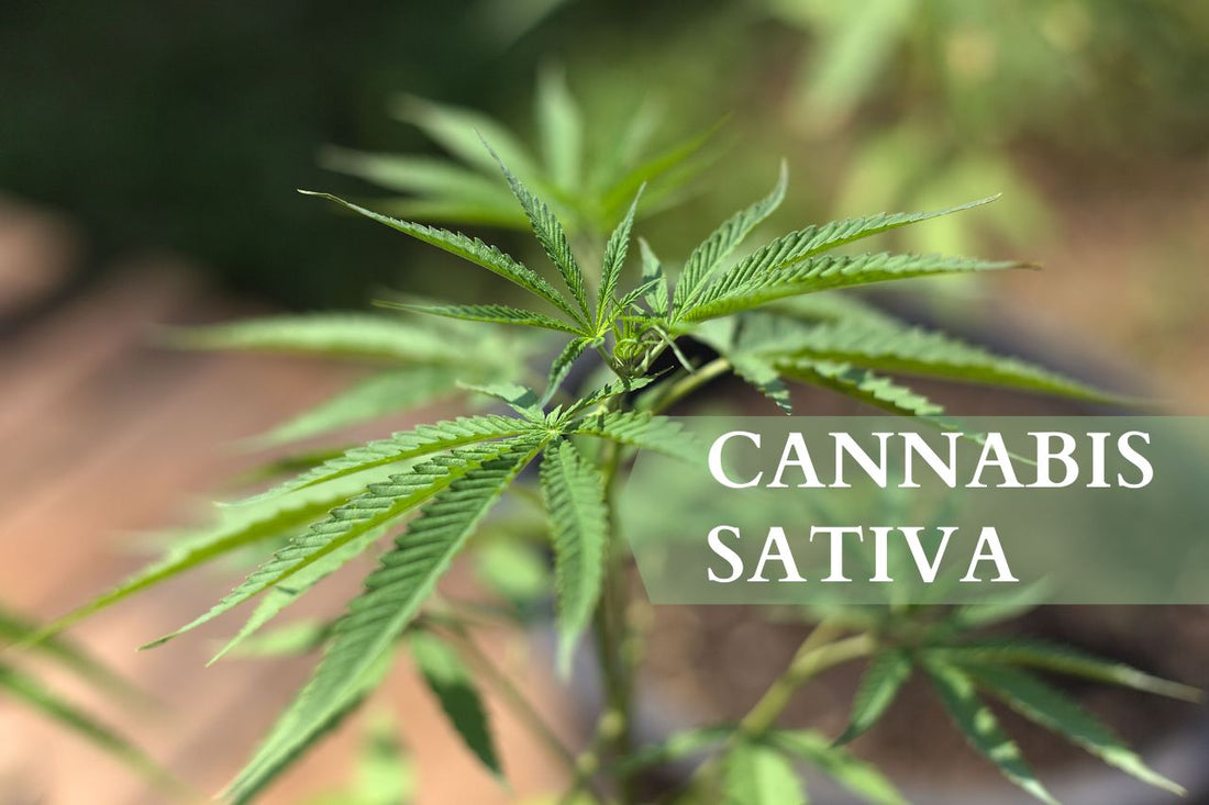 Wat is Cannabis Sativa?