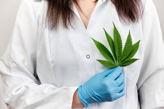 Een arts houdt een cannabisblad vast
