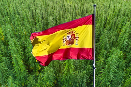 De vlag van Spanje voor een hennepveld