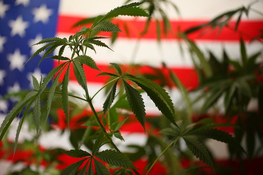 Legalisatie van cannabis in de VS