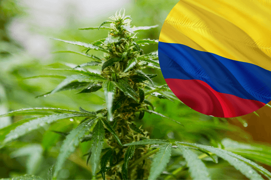 De exportregels voor cannabis in Colombia