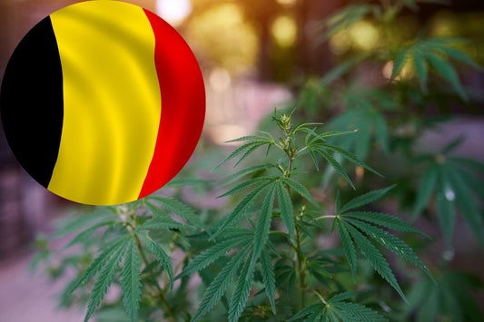 De weg van België naar legalisatie van cannabis