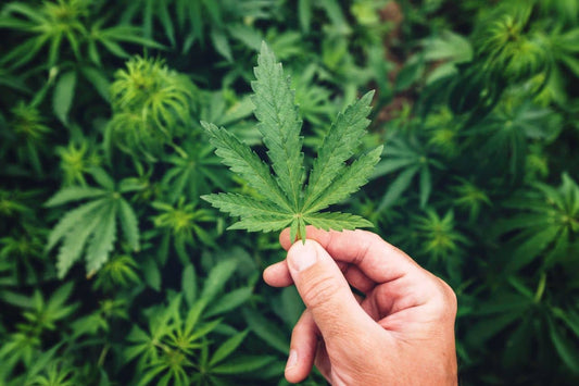 Een hand die cannabis vasthoudt