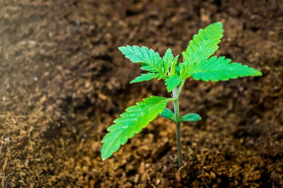 Cannabisplant in de grond