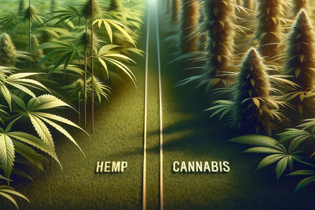 Hennep vs Cannabis