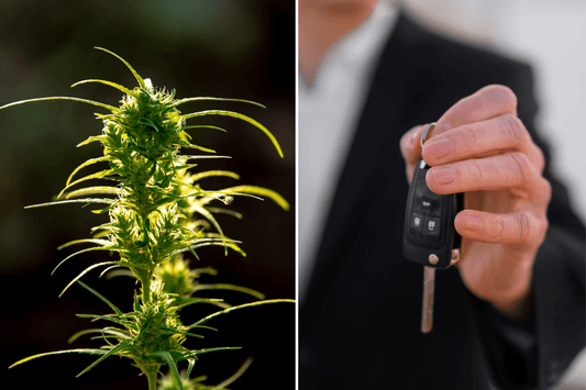 Het effect van cannabislegalisering op verkeersongevallen in Canada analyseren