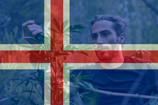 IJsland stelt medisch cannabisproject voor