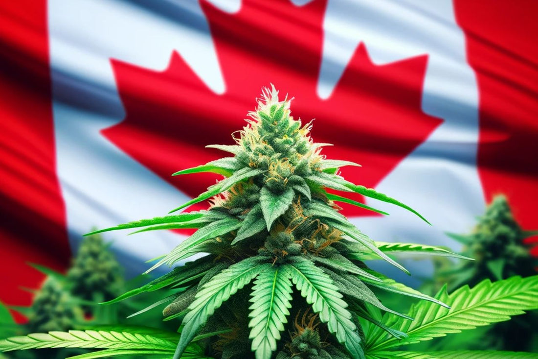 Cannabisplant op Canadese vlag