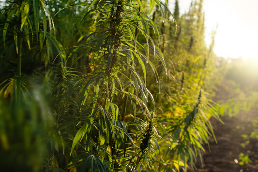 Industrieel hennepveld in Italië