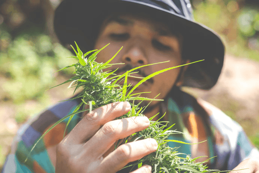 Thaise legalisering cannabis