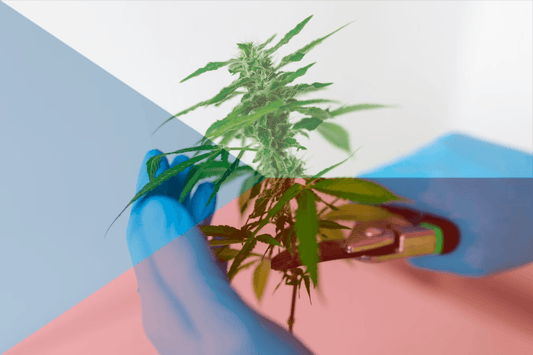Tsjechische legalisering cannabis