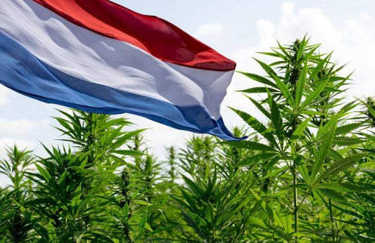 Nederlandse vlag in een cannabisveld