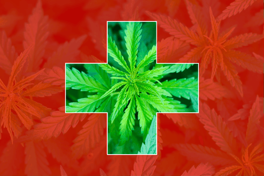 De Zwitserse aanpak van cannabis