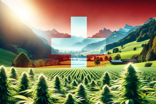 Cannabiskwekerij in Zwitserland