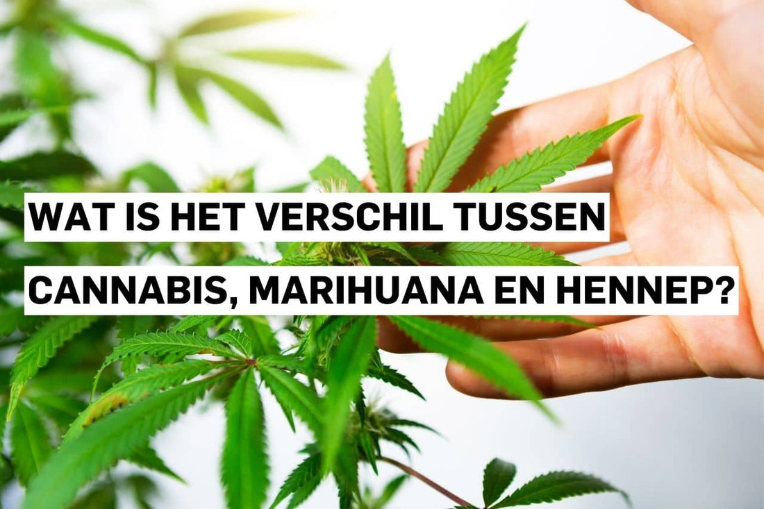 Wat is het verschil tussen cannabis, marihuana en hennep?