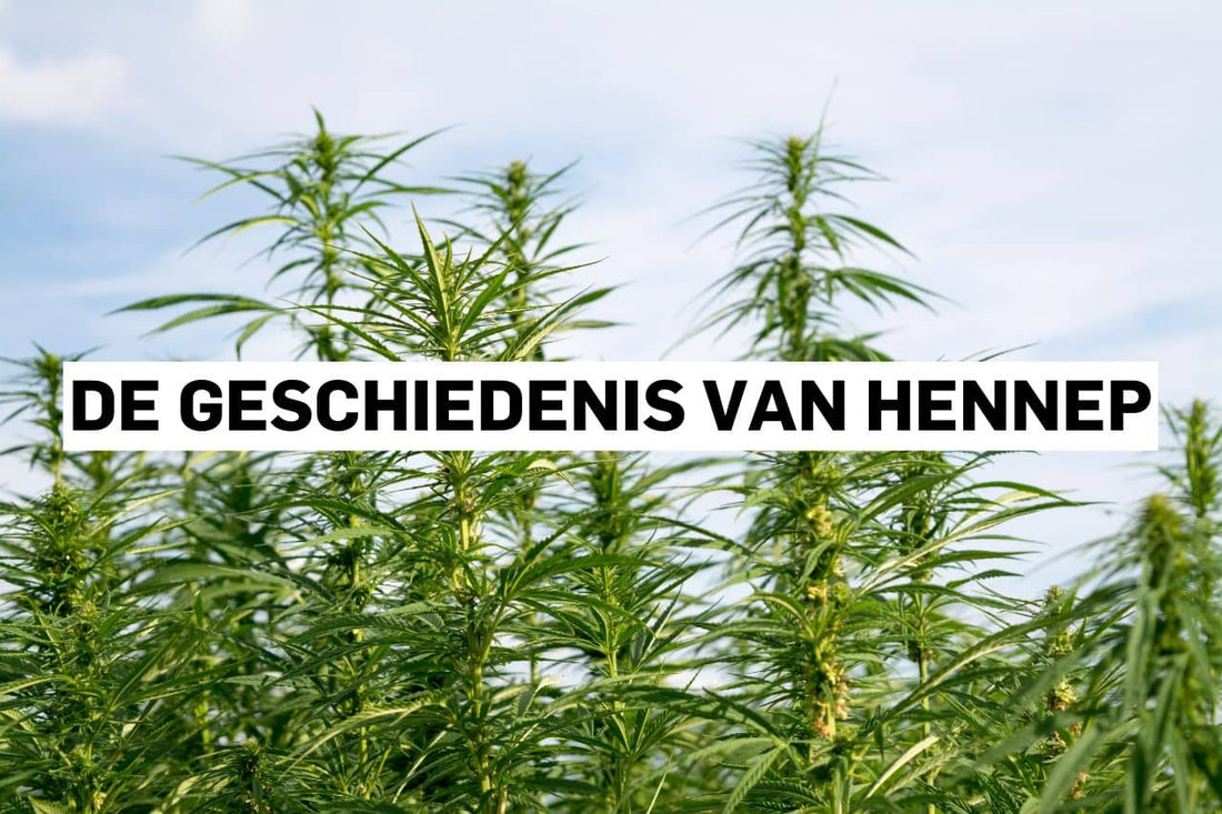 De geschiedenis van hennep