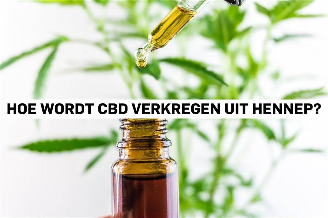 Hoe wordt CBD verkregen uit hennep?