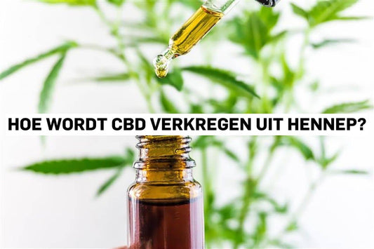Hoe wordt CBD verkregen uit hennep?