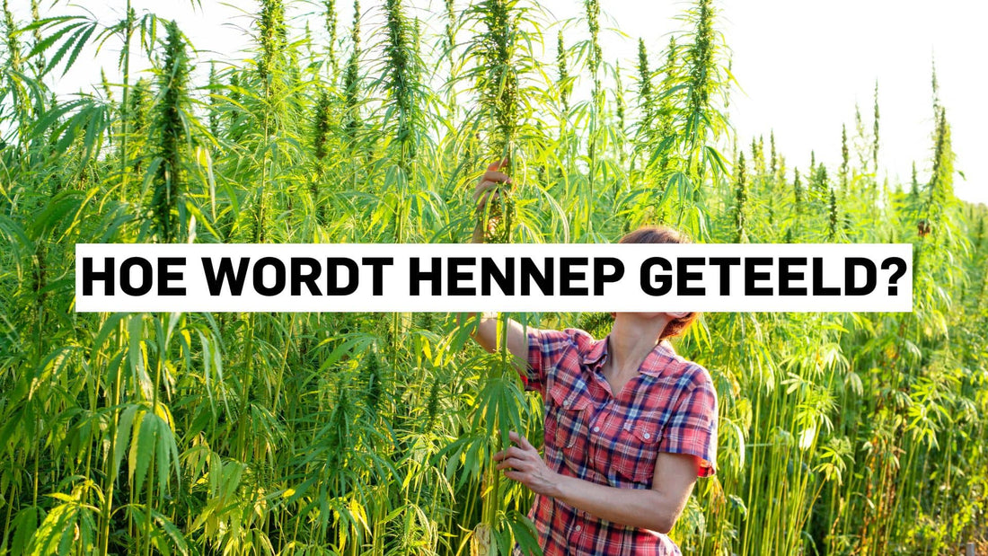 Hoe wordt hennep geteeld?