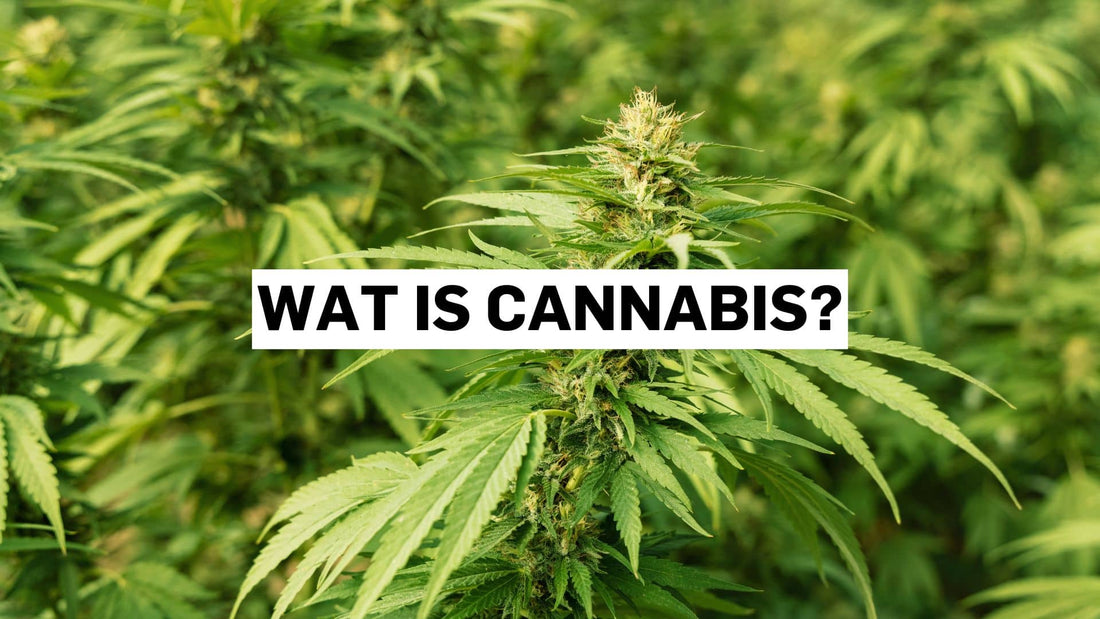 Wat is cannabis?