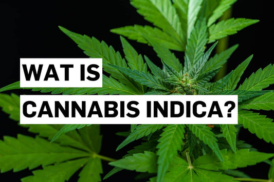 Wat is Cannabis indica?