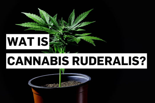 Wat is Cannabis ruderalis?
