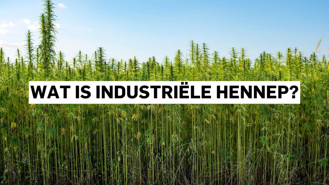 Wat is industriële hennep?