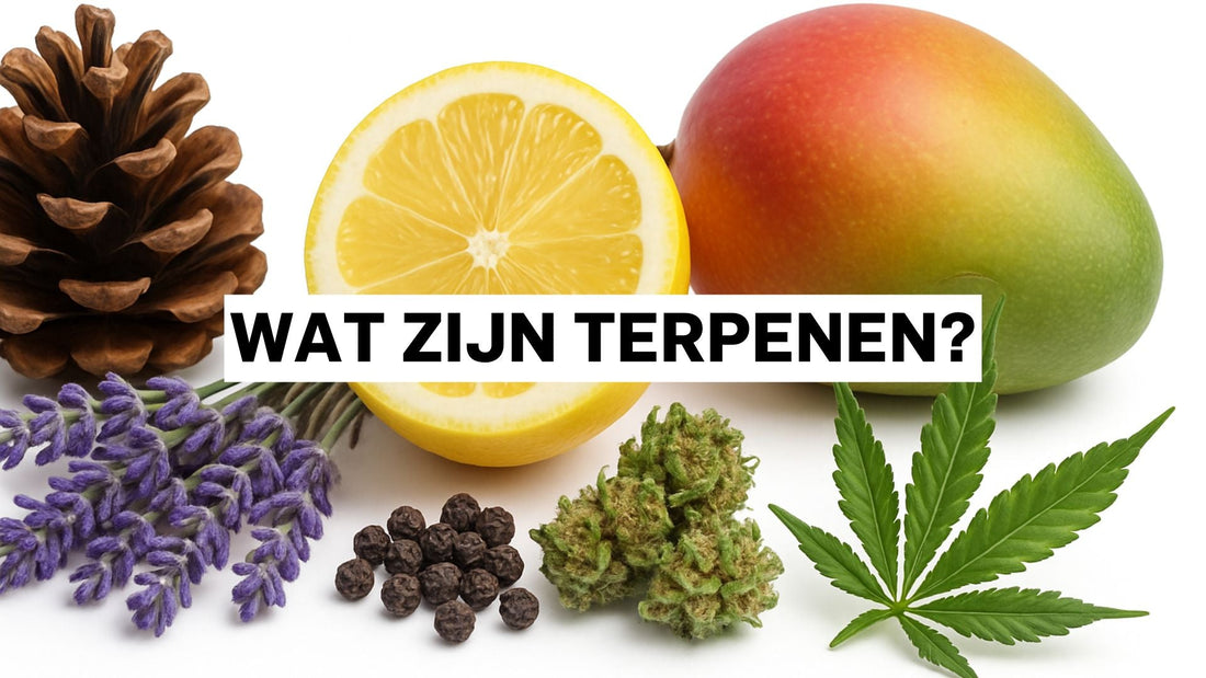 Wat zijn terpenen?