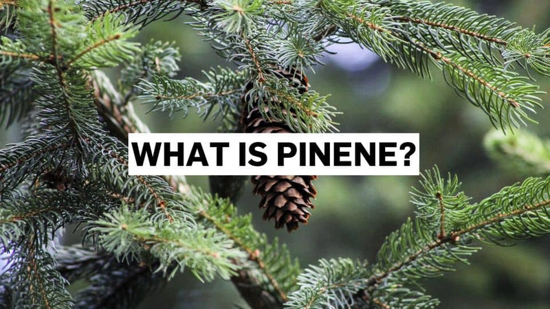 What is pinene?