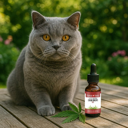 CBD olie voor katten rund